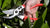 BERGER PROFESSIONAL PRUNING SECATEURS - ANGLED BLADE